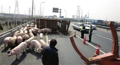 送猪货车爆胎 北京五环桥上捉猪半晌拥堵