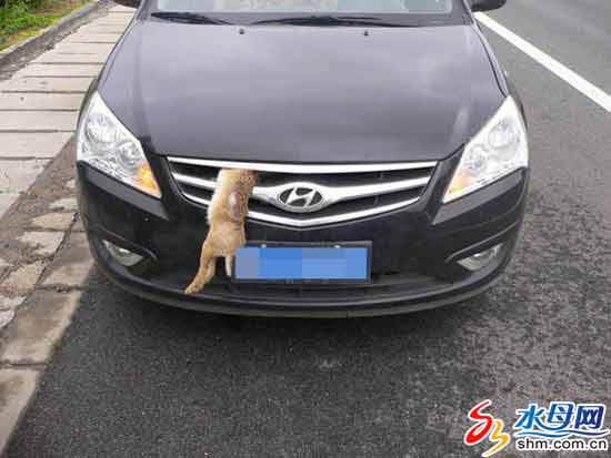 一只野兔与飞速行驶的汽车相撞,一头扎进汽车前脸护网。